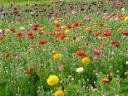 flowerfields.jpg
